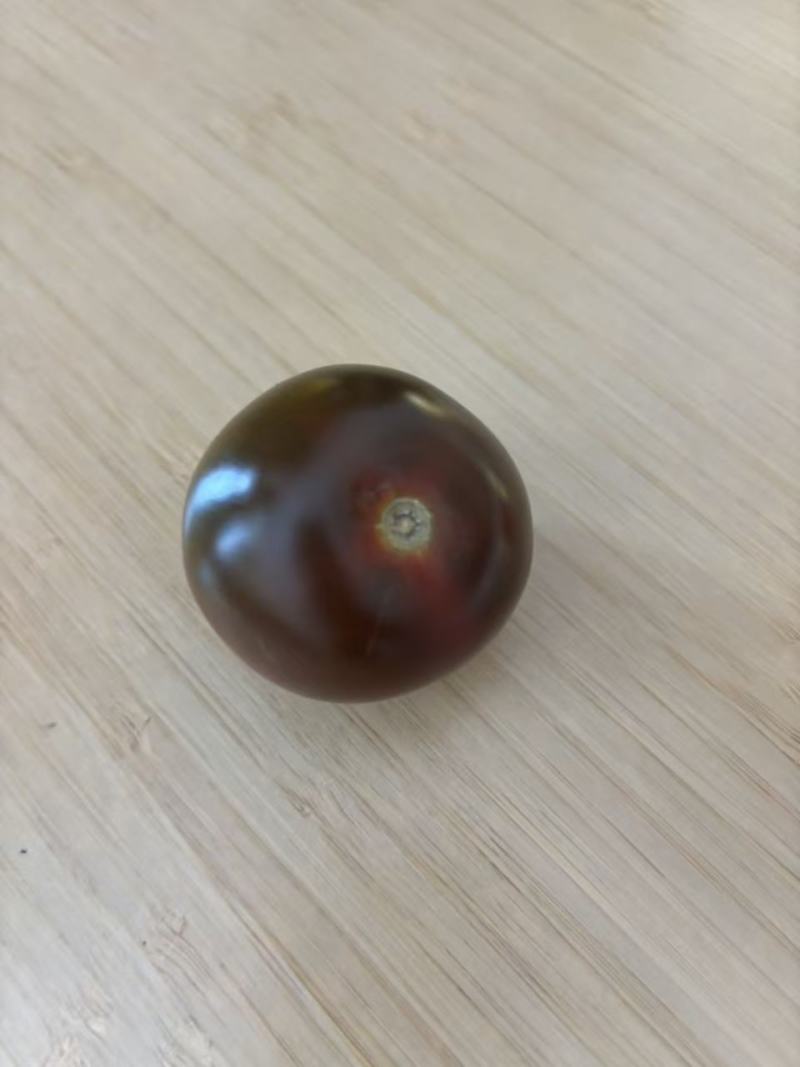 墨明珠一代杂交紫黑色水果番茄种子无限生长型有浓黑绿肩