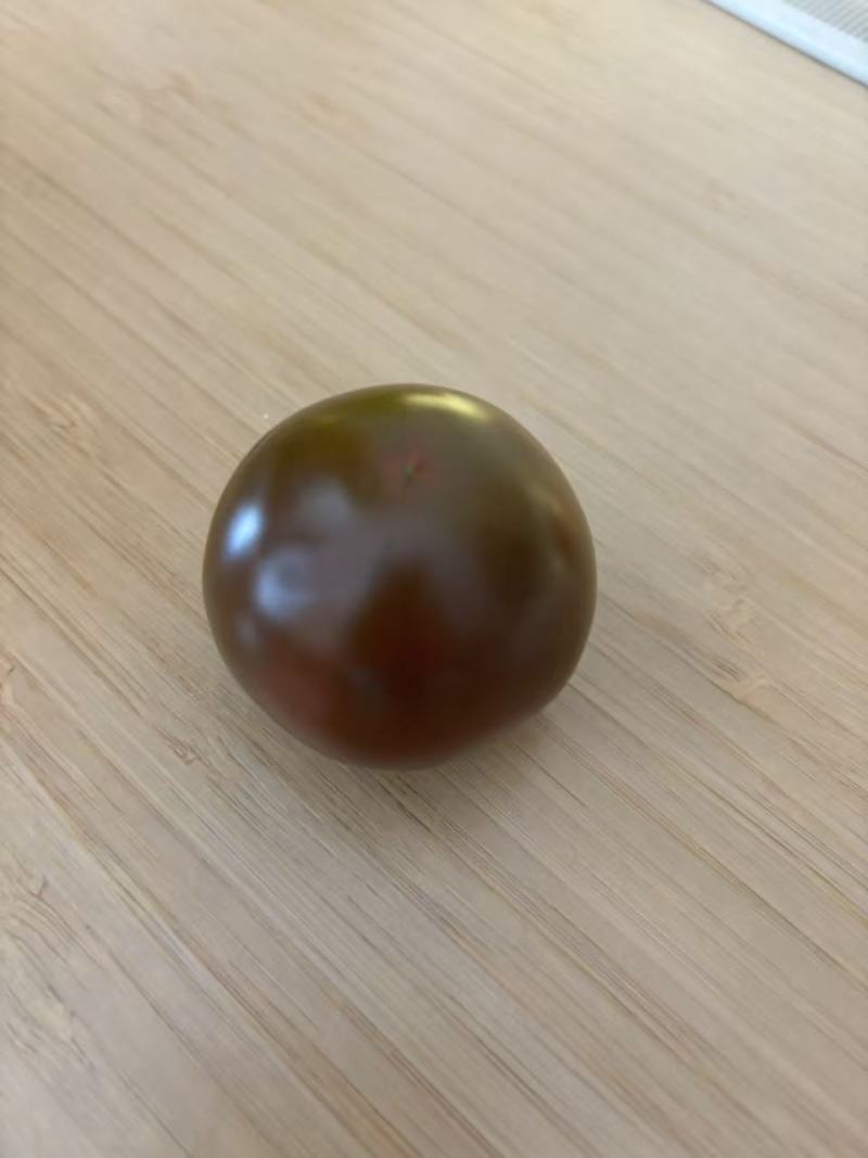 墨明珠一代杂交紫黑色水果番茄种子无限生长型有浓黑绿肩