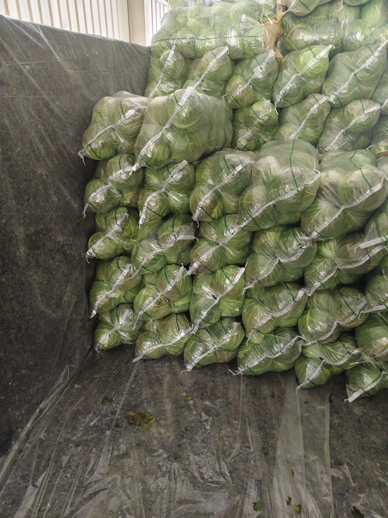 湖北荆门钟祥市直发中甘甘蓝整车批发可按需配货欢迎咨询