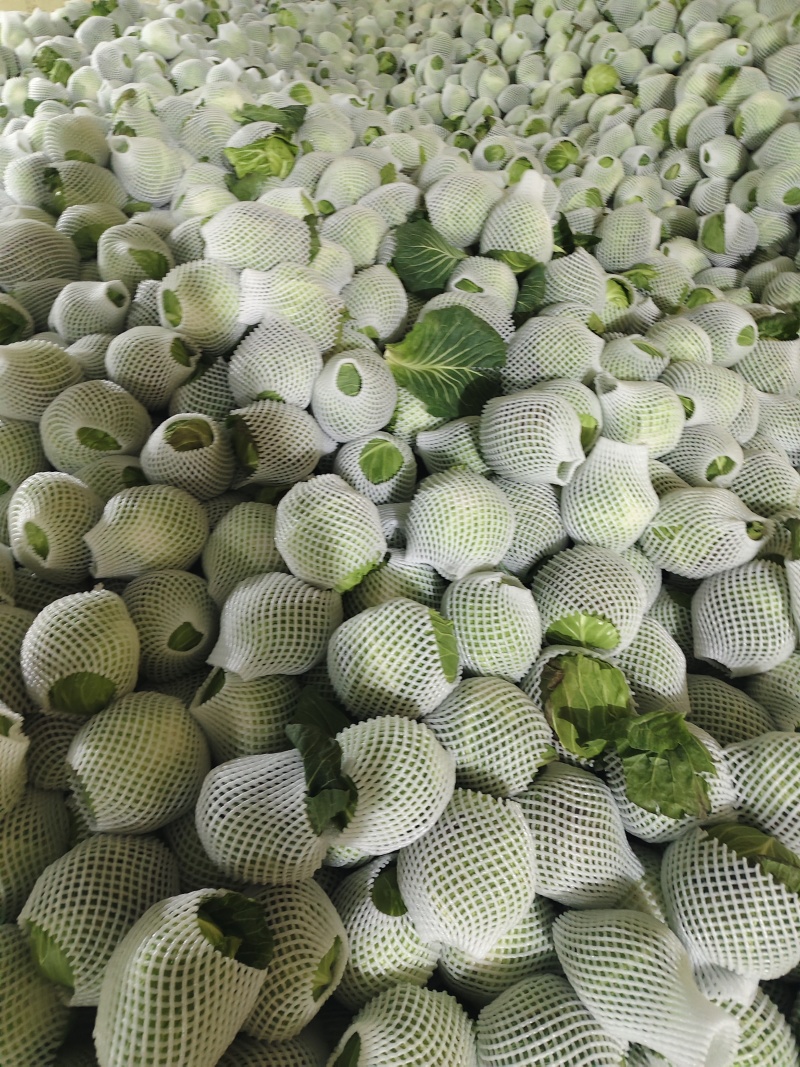 湖北荆门钟祥市直发中甘甘蓝整车批发可按需配货欢迎咨询