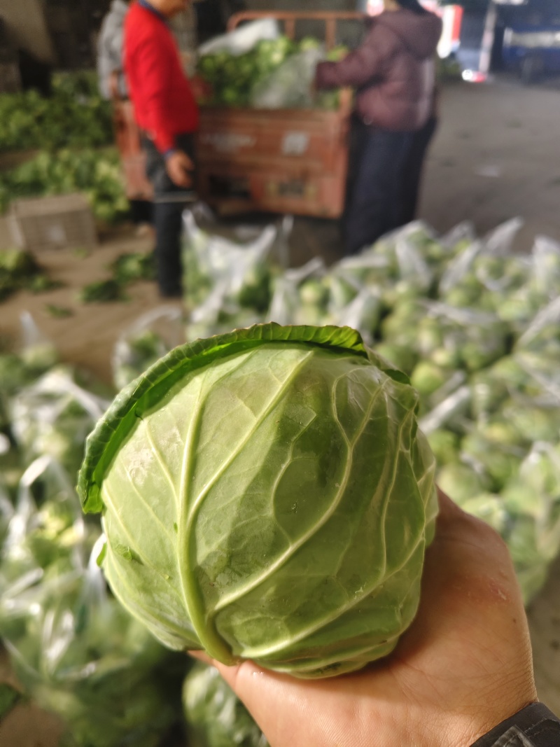 湖北荆门钟祥市直发中甘甘蓝整车批发可按需配货欢迎咨询