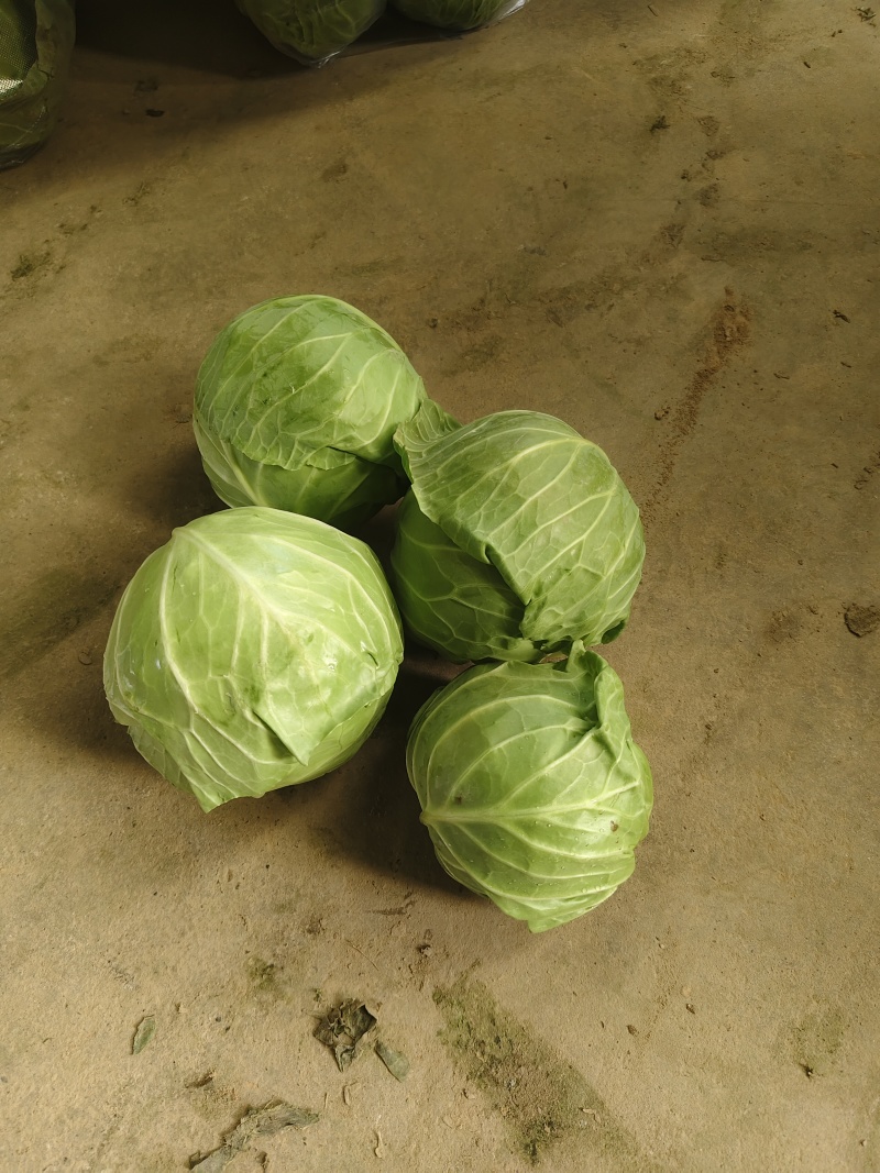 湖北荆门钟祥市直发中甘甘蓝整车批发可按需配货欢迎咨询