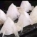 新鲜鲈鱼翅鲈鱼下巴
