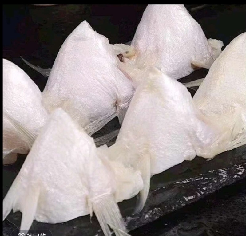 新鲜鲈鱼翅鲈鱼下巴