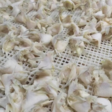 新鲜鲈鱼翅鲈鱼下巴