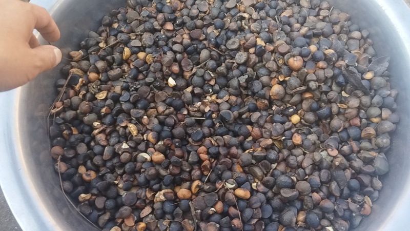 帮我的农村父辈卖一下山茶油原油，老辈子几十年前种的树