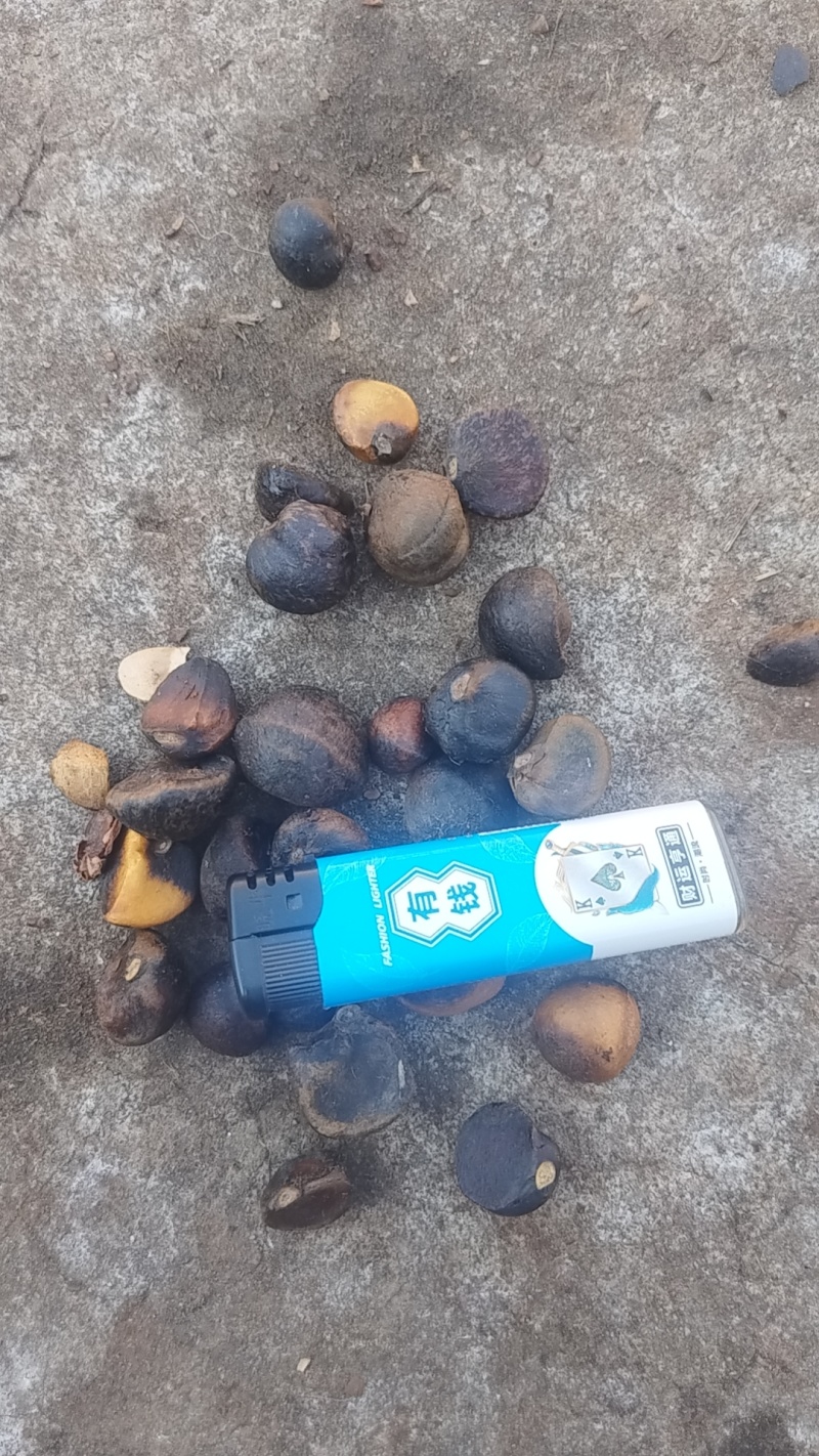 帮我的农村父辈卖一下山茶油原油，老辈子几十年前种的树