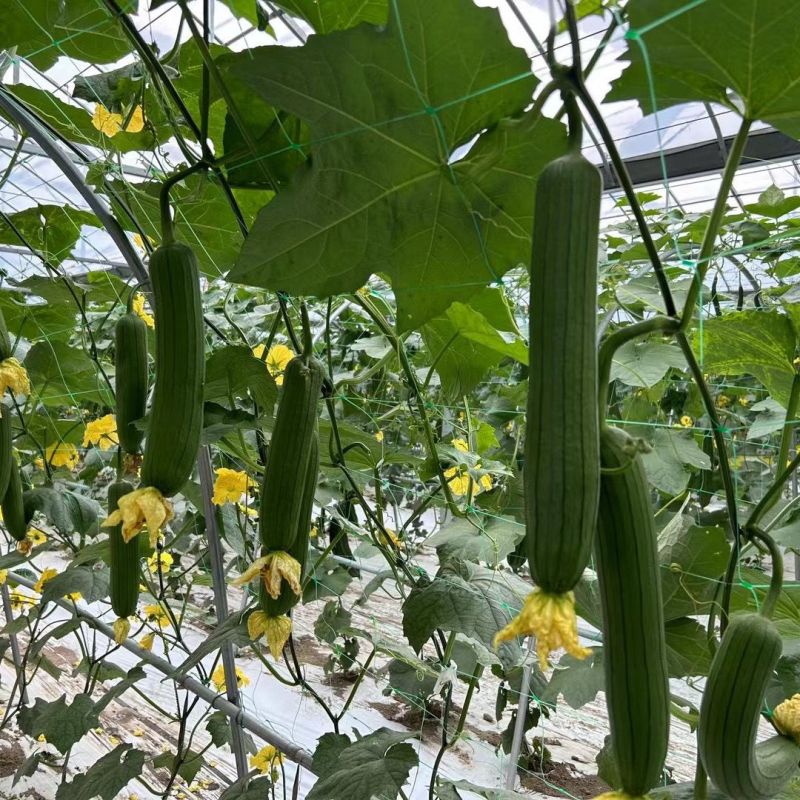 丰邦二号丝瓜种子早熟瓜皮绿色油亮肉厚味浓口感好春夏秋丝瓜