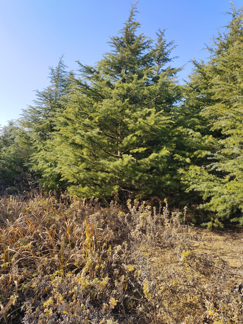山东省威海市荣成市100亩黑松，大小都有，也有整形树冠。