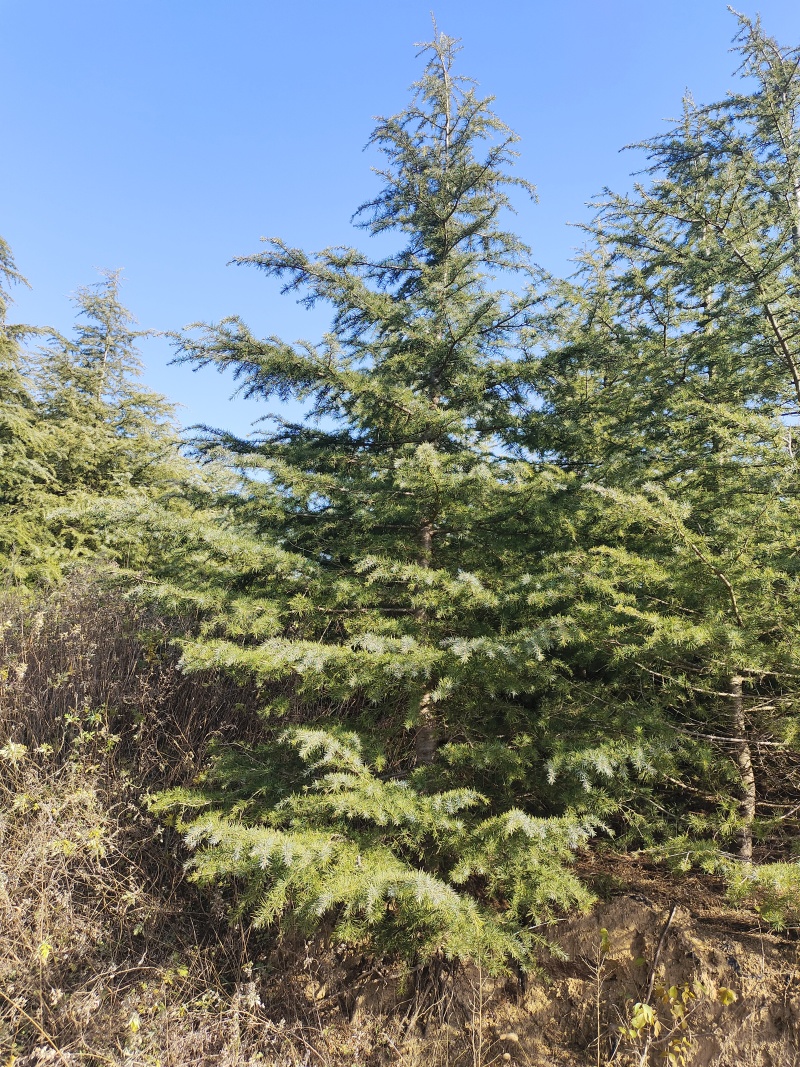 山东省威海市荣成市雪松100亩，大小都有欢迎垂询。