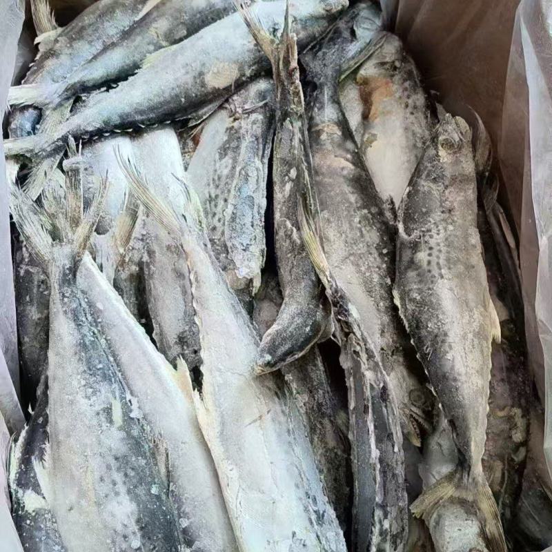 残鲅鱼燕尾鲅马鲛鱼大量有货电商团购