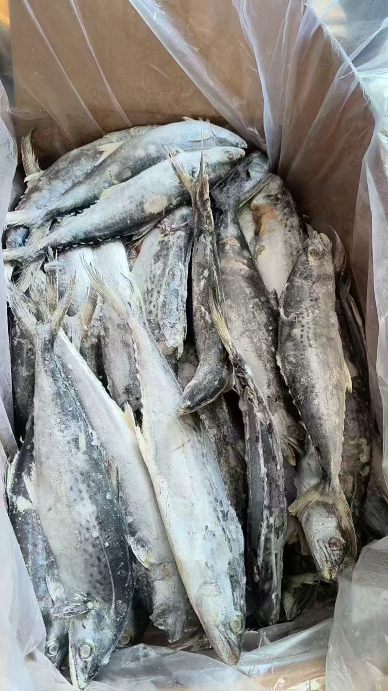 残鲅鱼燕尾鲅马鲛鱼大量有货电商团购