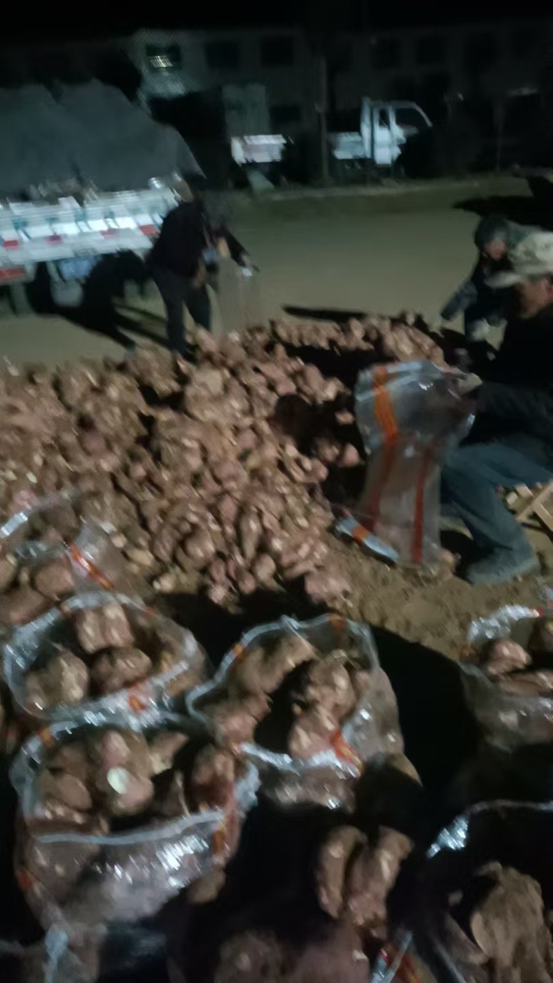 河南省确山县瓦岗丘陵地白心淀粉红薯