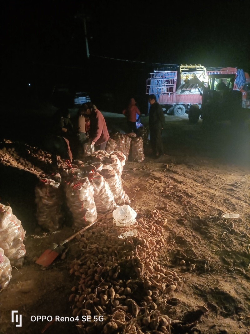 河南省确山县瓦岗丘陵地白心淀粉红薯