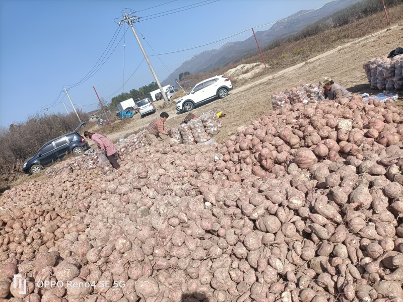 河南省确山县瓦岗丘陵地白心淀粉红薯