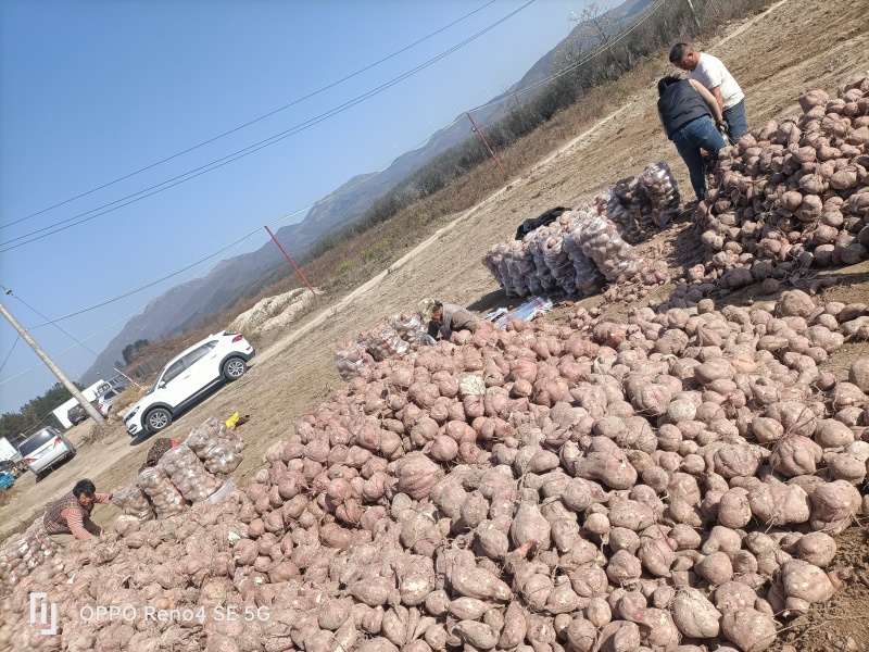 河南省确山县瓦岗丘陵地白心淀粉红薯