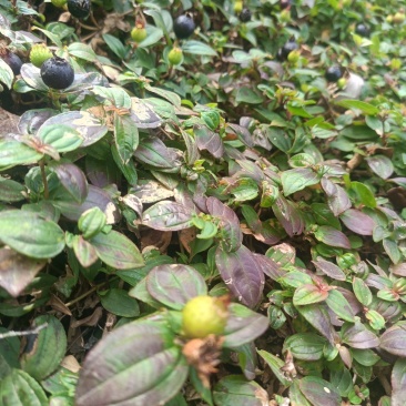 地菍