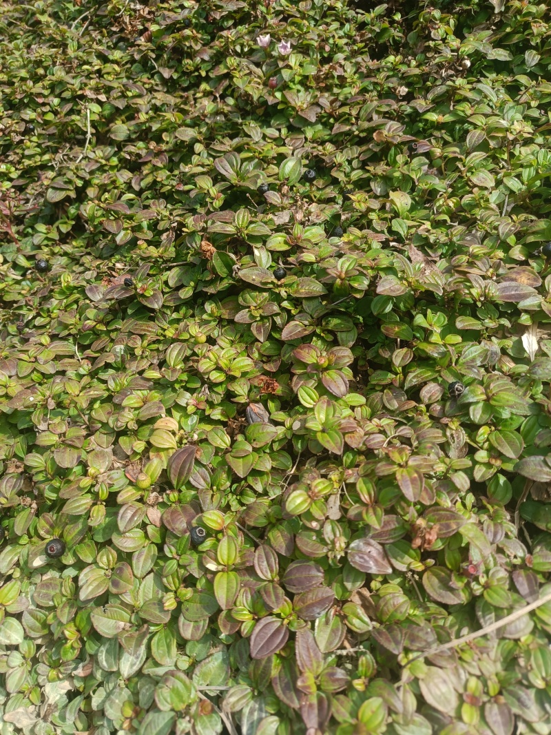 地菍
