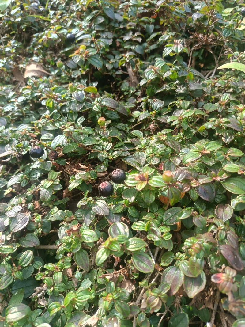 地菍