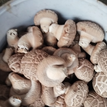 新鲜香菇
