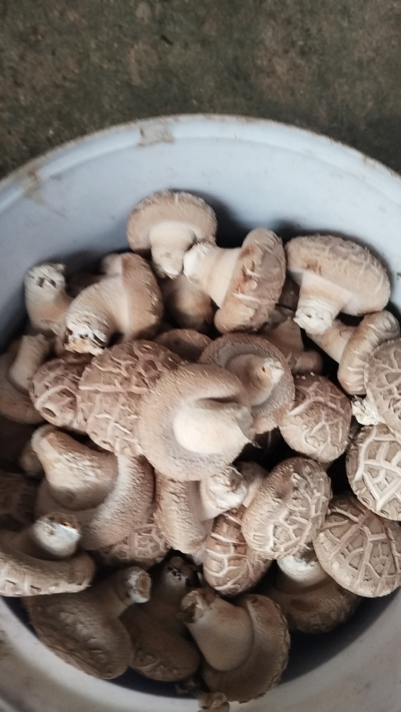 新鲜香菇