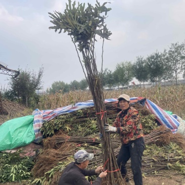 斯特拉无花果苗