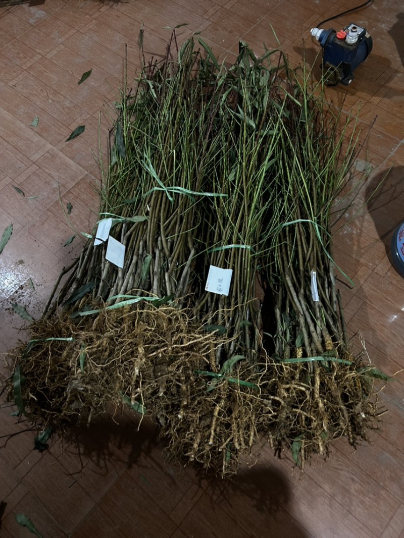 黄金冠桃树苗嫁接好，现挖现发，成活率高