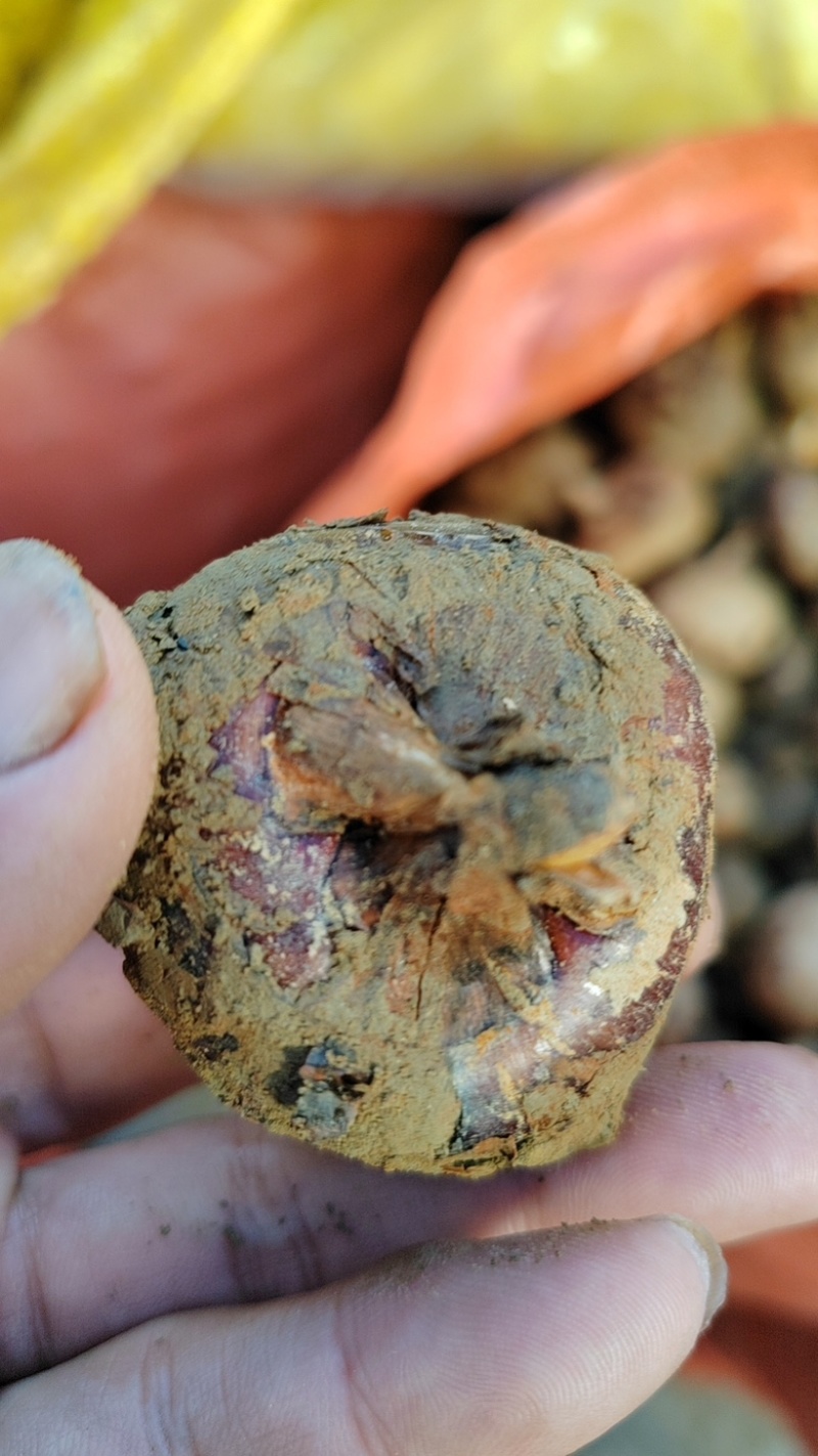 正品荔浦马蹄口感好清甜可口