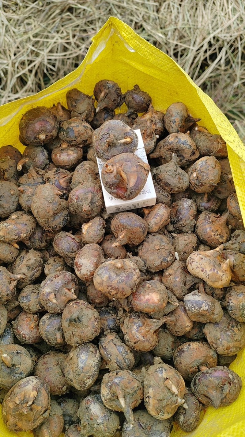 正品荔浦马蹄口感好清甜可口