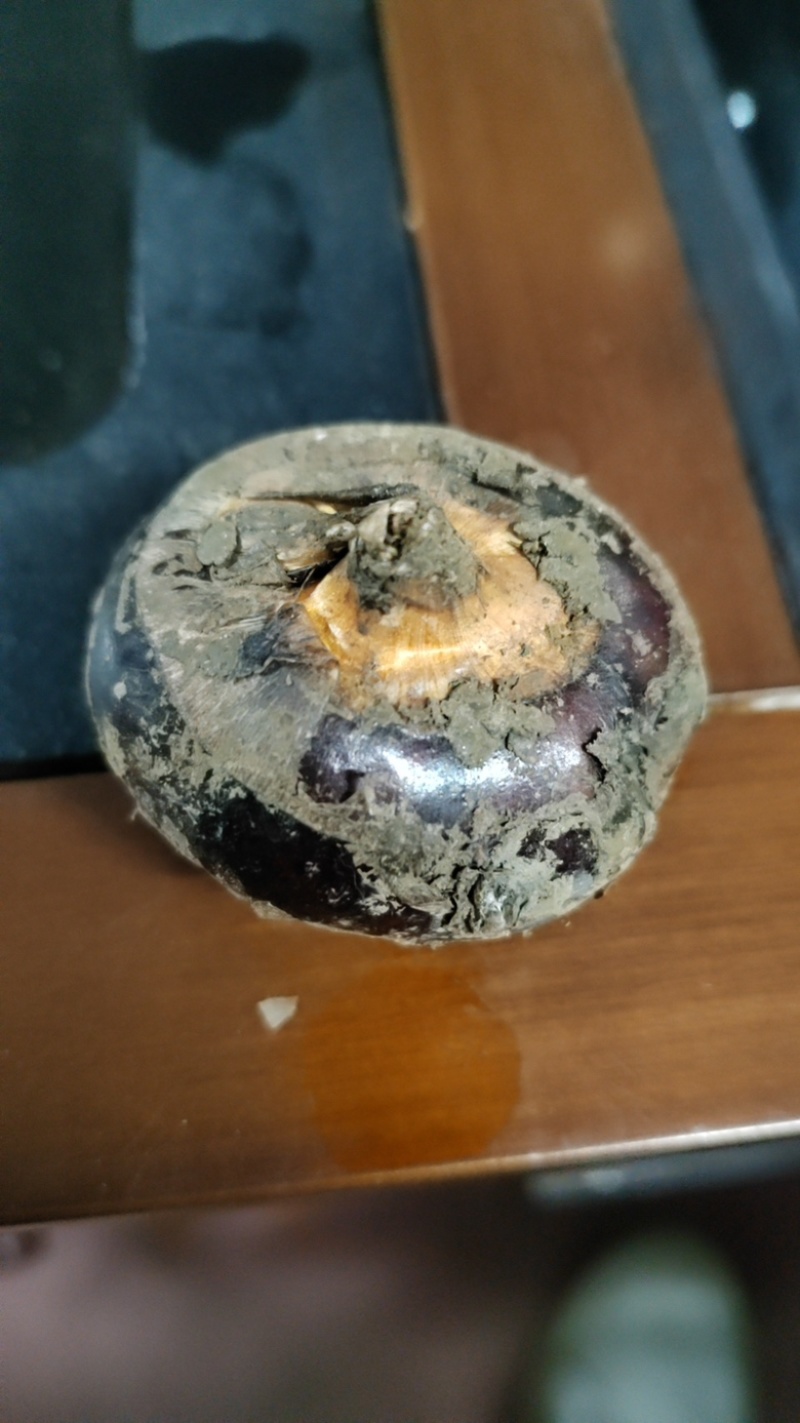 正品荔浦马蹄口感好清甜可口