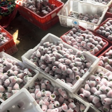 红颜草莓苗上市有各种包装各迎定购基地直供