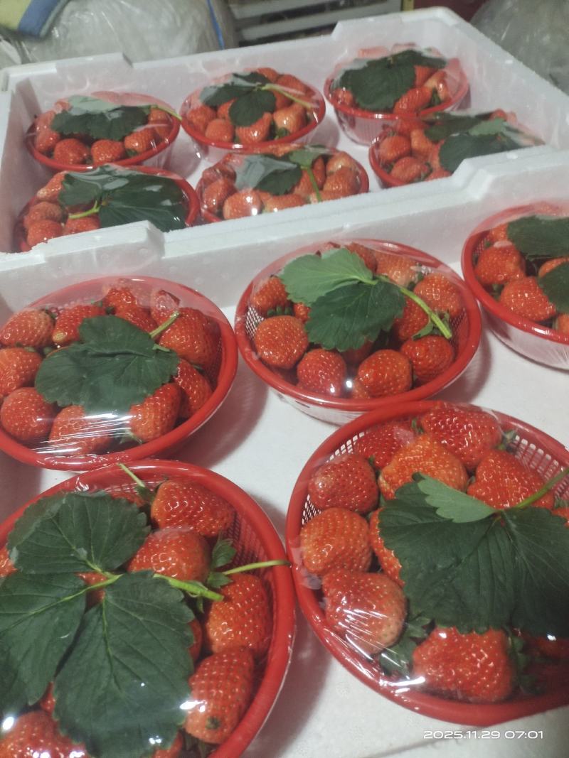 河南郑州中牟草莓宁玉产地大量有货，货源充足。