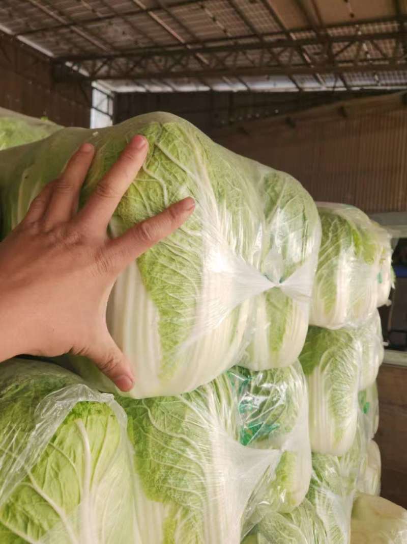 黄心白菜大量上市，基地直供，一手货源！！！
