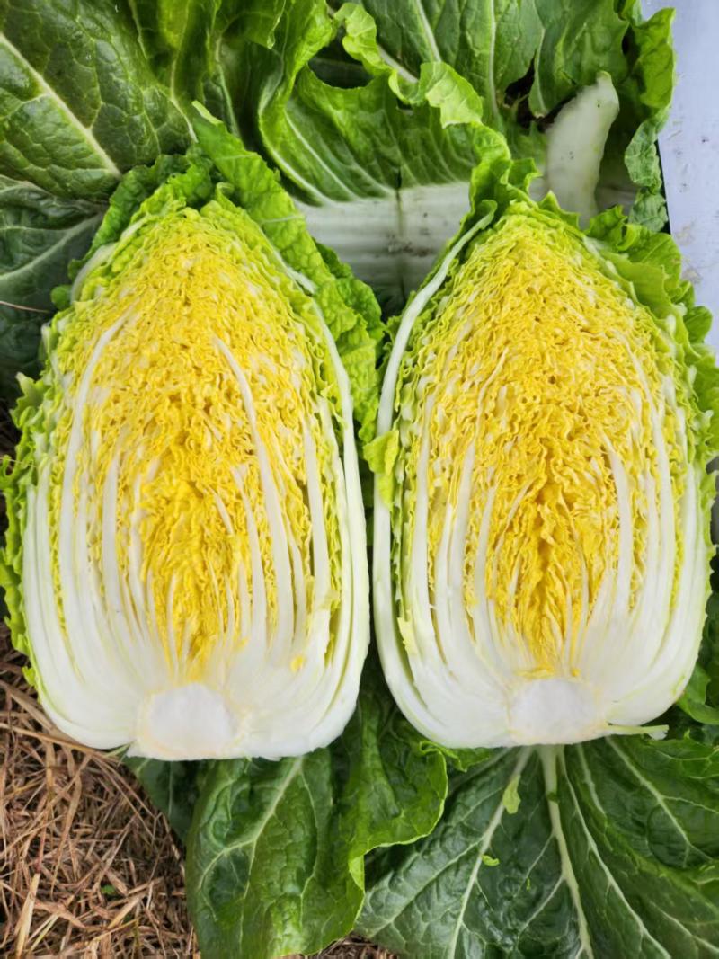 黄心白菜大量上市，基地直供，一手货源！！！