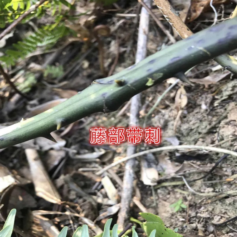 大山野生金刚藤金刚薯金刚刺菝葜大金刚薯生品整个