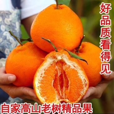 四川现摘粑粑柑正宗粑粑柑