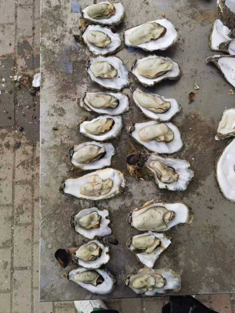 正宗乳山生蚝批发