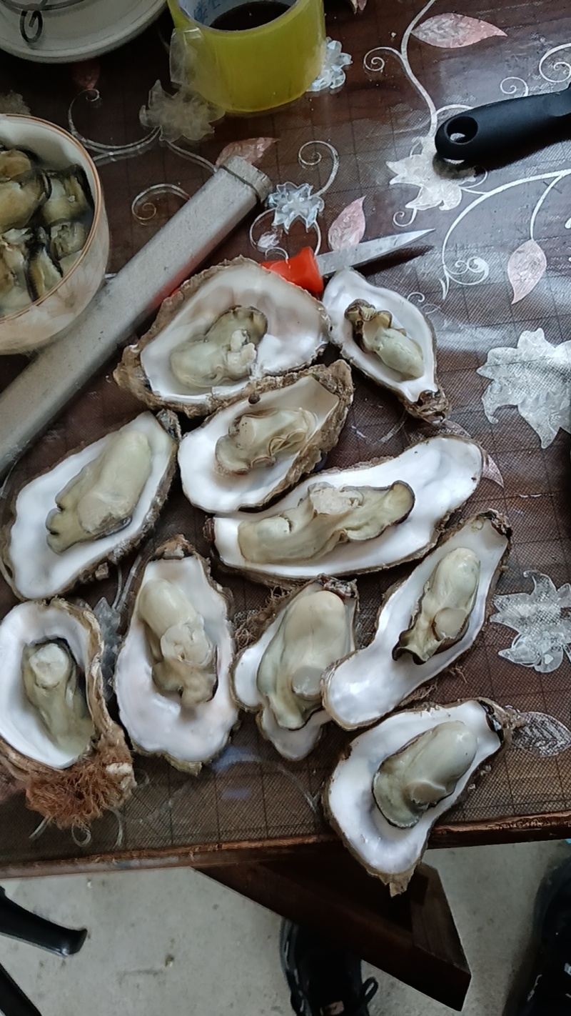 正宗乳山生蚝批发