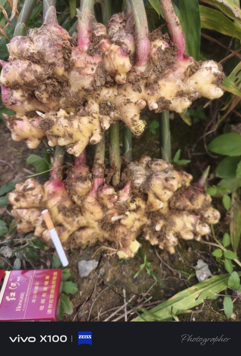 云南自家种的二号姜急售