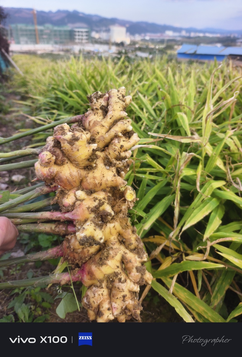 云南自家种的二号姜急售