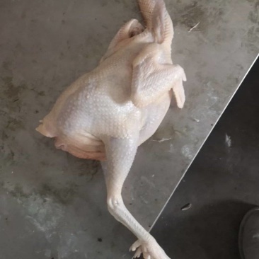 老母鸡