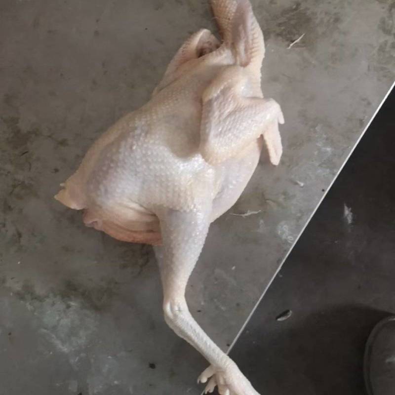 老母鸡