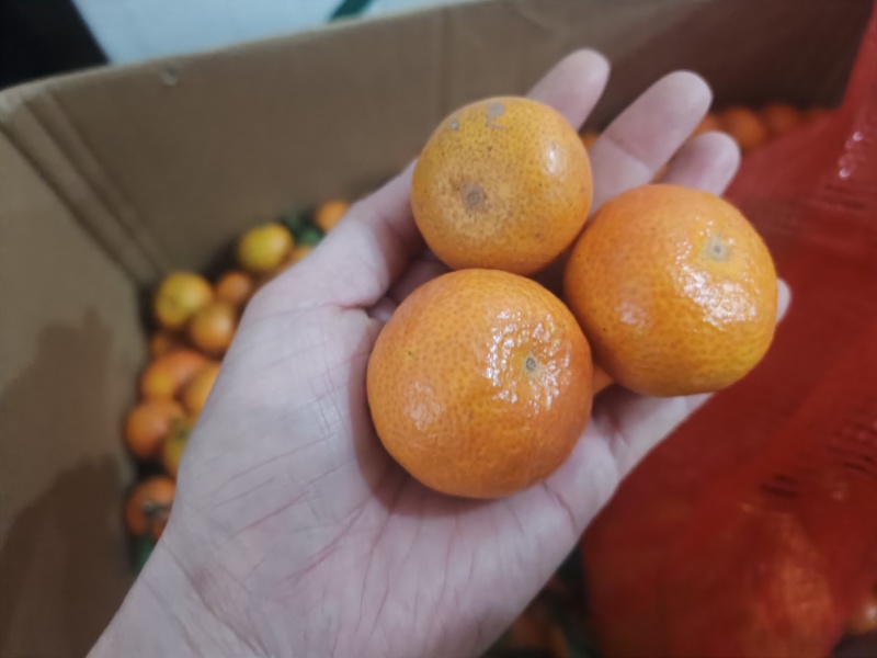 蜜橘砂糖橘