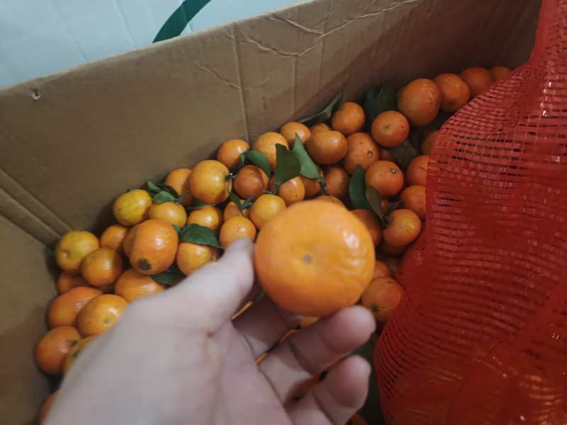蜜橘砂糖橘