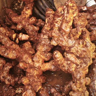野生土茯苓三两以上黄皮白肉可视频看货