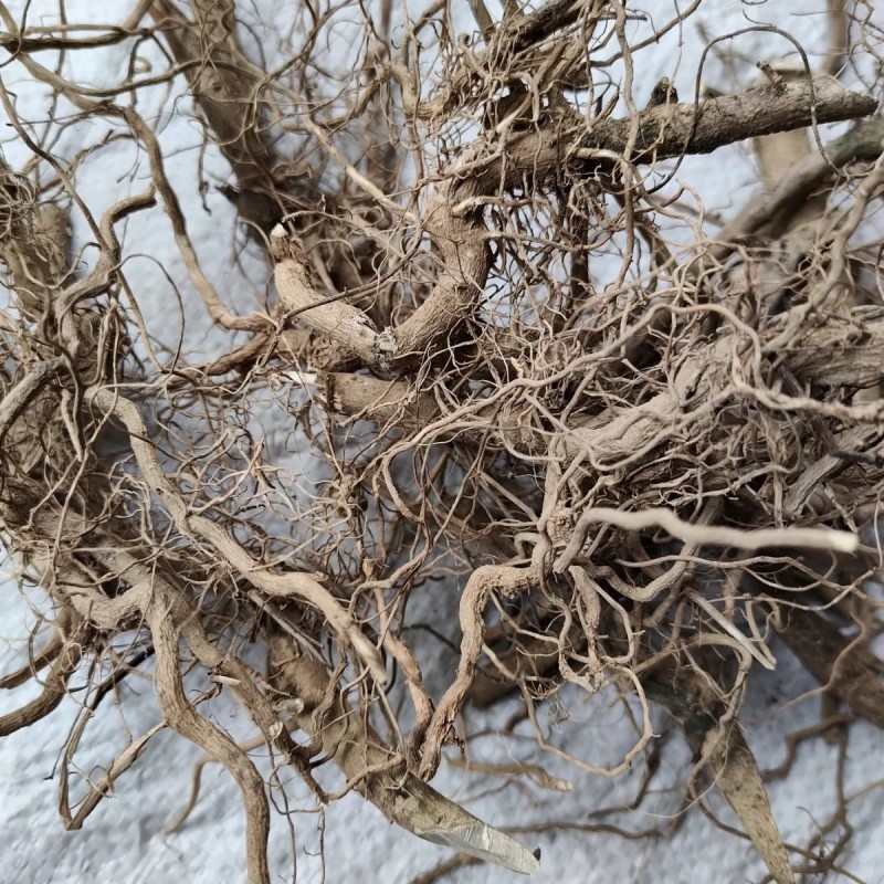 正品颠茄野颠茄红果茄刺天茄刺丁茄红牙痛果