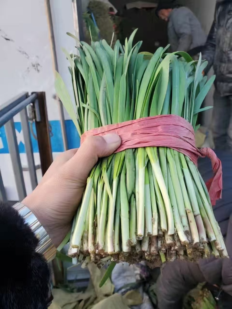 精品大叶韭菜大量供应，全国发货，诚信经营，可对接各大批发市场