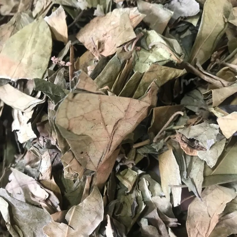 正品药材匙羹藤新鲜藤叶正宗武靴藤蛇天角饭杓藤