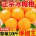 麻阳冰糖橙果冻橙甜橙高山蜂蜜橙一件代发包邮价