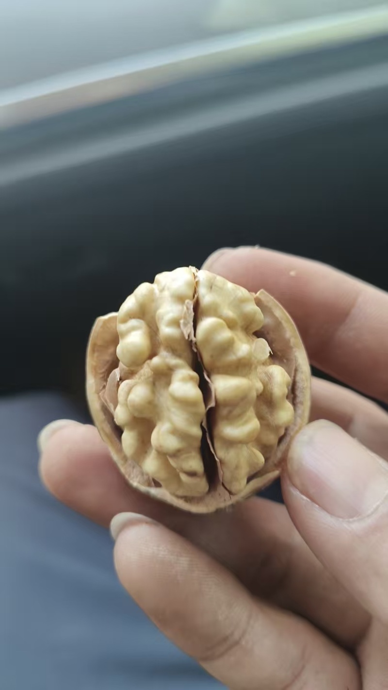 新二薄皮核桃一手货源全国发货量大价优欢迎随时联系